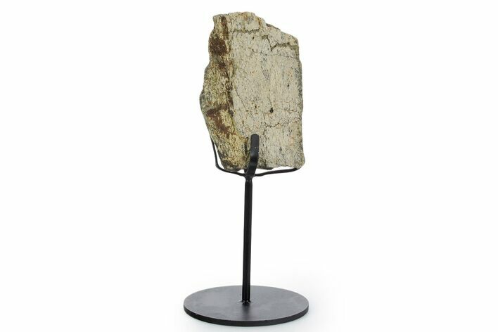 Fossil Triceratops Femur Section w/ Metal Stand - South Dakota #354296